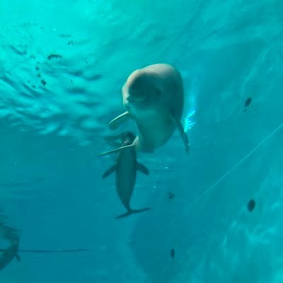 好きなもの (自然、いきもの、旅 ) なくなってほしいもの (香害、薬害、その他利権がらみの不健康なこと、戦争、グローバリズム ) のんきに楽しく生きたい