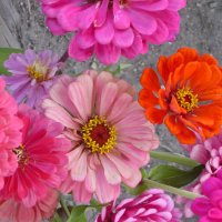 Bessie2003 (@nv_bessie2003) Twitter profile photo