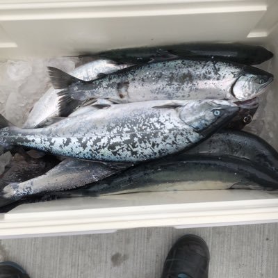 釣り好き 青森県下北で釣りを楽しんでます🎣