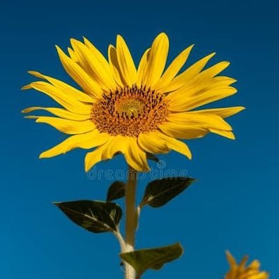 pooja_delves's profile picture. Make Yourself Proud | Becoming My Own Home