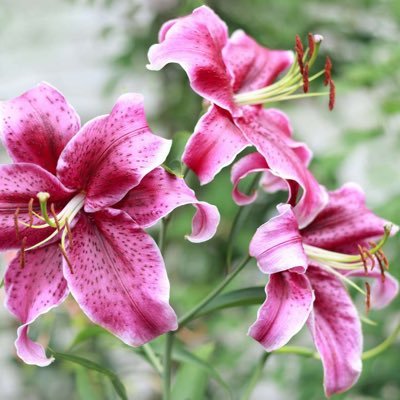 benson_lily13's profile picture. 