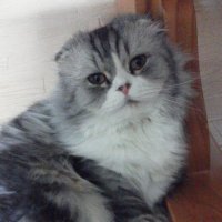 kurara (@nuttingbear) 's Twitter Profile