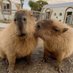 capybara (@commentbelow) Twitter profile photo