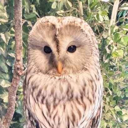 動物園大好き　パンダになりたい
カフェめぐり　のんびり生きてます