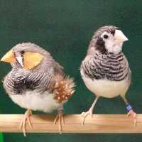 和多研究室(北大理学部 行動神経生物学分野)/ The WADA lab (@lab_wada2007) 's Twitter Profile Photo 和多研究室(北大理学部 行動神経生物学分野)/ The WADA lab (@lab_wada2007) 's Twitter Profile Photo