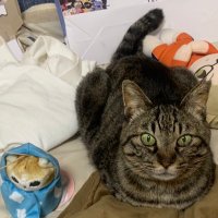キャベツ 【迷い猫見つかりました_函館】(@cabbage515) 's Twitter Profile Photo