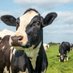 Dairyman (@davecakel) Twitter profile photo Dairyman (@davecakel) Twitter profile photo
