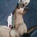 The Great Catsby (@brent0083392161) Twitter profile photo The Great Catsby (@brent0083392161) Twitter profile photo