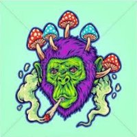 Max Terpz Exotic Lit (@matrixbenzo) 's Twitter Profile