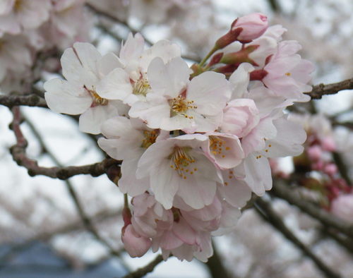 フェミニストカウンセリングを学んでいます。
桜の花が大好きで、春がくると桜に包まれる村に住んでいます。
