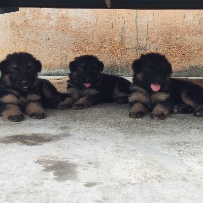 DrMohanLeo's profile picture. Dog lover Gsd lover, #Pbksfan, loves singing, listening to music🎧🎶