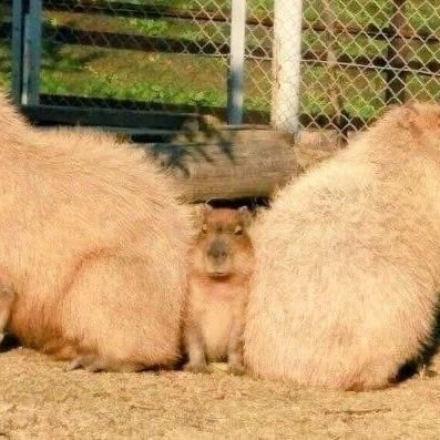 Cheez21166690's profile picture. 잡식