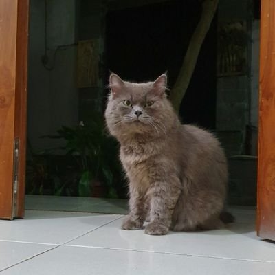 Shafiraks_'s profile picture. meowww