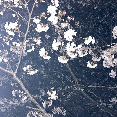 meisonatomi's profile picture. 