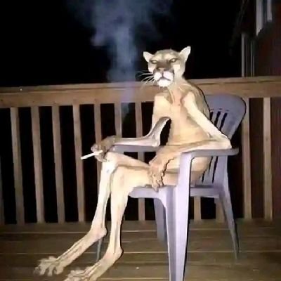 Cougar sitting in chair