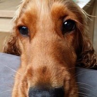 Kiim (@insertnewcoin) 's Twitter Profile