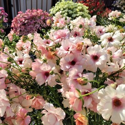 meg_garden_'s profile picture. 種まき、挿し芽でたくさん苗を作ってなるべく安く❗️楽しんでいます！