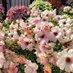 meg🏡🌼 (@meg_garden_) Twitter profile photo meg🏡🌼 (@meg_garden_) Twitter profile photo