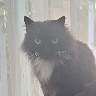 bossmengyun's profile picture. Boss Meng. Sometimes firm, sometimes unsure.