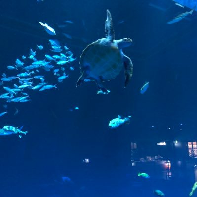 nobunobu_oka's profile picture. ※30代前半子育て奮闘中。沖縄釣り好き(フカセ、打込み)時間見つけて何とか釣りしてます。 無言フローすいません。よろしくお願いします🙇‍♂️