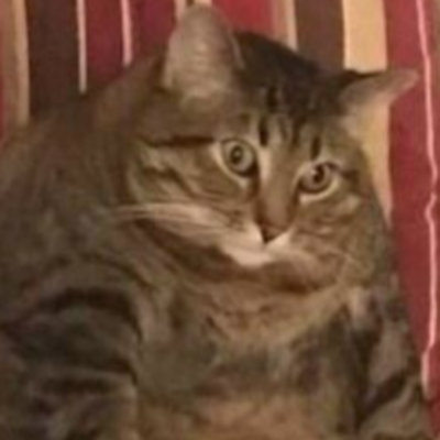 TorokM50551's profile picture. 