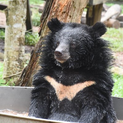 Hi I am Baz The bear.
I live in Kent. With my keeper. I love animals of all kinds,
 I have a Aussie bear friend Fred. I have a nephew called Oliver.