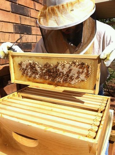 Happy & healthy Oklahoman bees