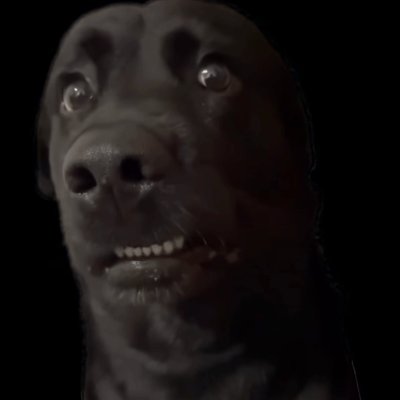 embarrasseddogs's profile picture. I'm so embarrassed....