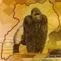 50K_Guy (@nyero_joe) 's Twitter Profile Photo 50K_Guy (@nyero_joe) 's Twitter Profile Photo