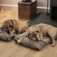 Penny sister of Lily 🌈 (@croston2croston) 's Twitter Profile Photo Penny sister of Lily 🌈 (@croston2croston) 's Twitter Profile Photo