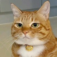 แคททะวิน|apo555💛🥕 (@2001_jib) 's Twitter Profile