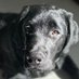 Dune (@diplomat_dog) Twitter profile photo Dune (@diplomat_dog) Twitter profile photo
