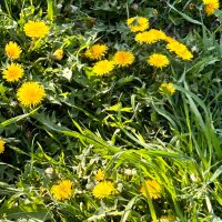 みみ (@candycandybaby_) Twitter profile photo