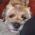 Steve (@everton7509) Twitter profile photo Steve (@everton7509) Twitter profile photo