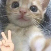 nini (@pupsqueak02) 's Twitter Profile