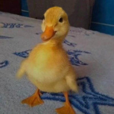 Chachi is the name. Dressing is my game. The most memeable duck in the galaxy. CA: HFBxgHRK1ZSVJirdUtbvYCRz2KMKz3J6XDpP2vT2aSGq https://t.co/7jxy68YR7s