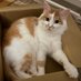 モナᓚᘏᗢ猫のお世話係 (@5kinako5mochi3) Twitter profile photo