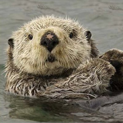 otter73484432's profile picture. a furry wizard and ur significant otter
