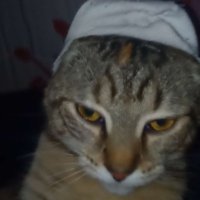 Sylix (@sylixfn1) 's Twitter Profile
