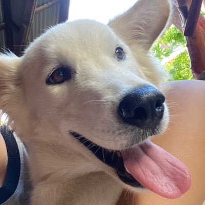 AiiAiisi's profile picture. 