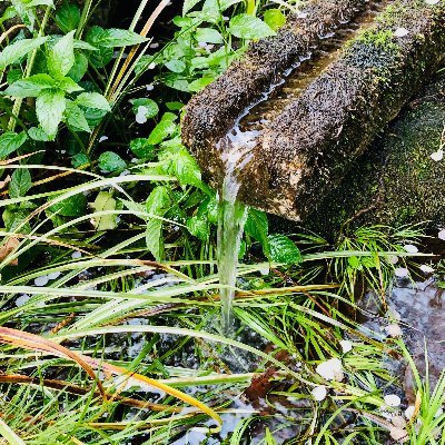 東京（と近郊）の湧水をだいたい10秒で。
太古の多摩川が造形した武蔵野の台地と崖線から清冽な水が流れています。タップして湧水が奏でるメロディにも耳を傾けてみてください（手ブレあり環境音ありです〜）。スレッドにもいろいろ書いてます。セットでご覧いただけるとうれしいです。