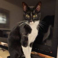 Connie ๐ฉบ๐โโฌ๐ป๐บ๐ฒ๐บ๐ฆ๐ (@conniewithcats) 's Twitter Profile