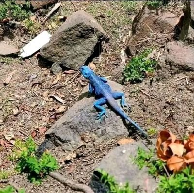 nny19135240's profile picture. رمنسي