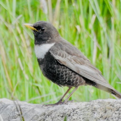 Sussex/Berks wildlife, birding