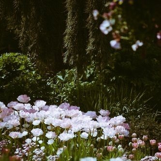 sucharesecrets's profile picture. 