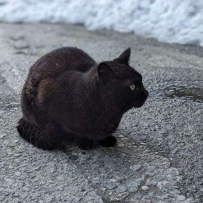 チルと柴犬の愛好家