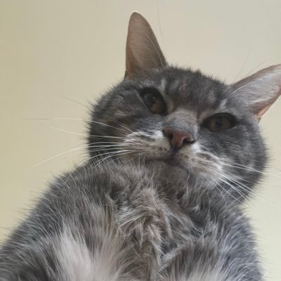 MrsNellieNorth's profile picture. Straight talking, fiercely loyal to family and true friends. Despise fakes, liars and backstabbers 🔪