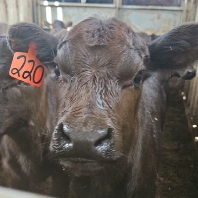 5th generation farmer/rancher on the family homestead in south central South Dakota