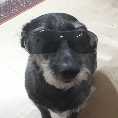 CryptoPonzi3's profile picture. 