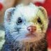 Reverse Ferret (@reverseferret) Twitter profile photo